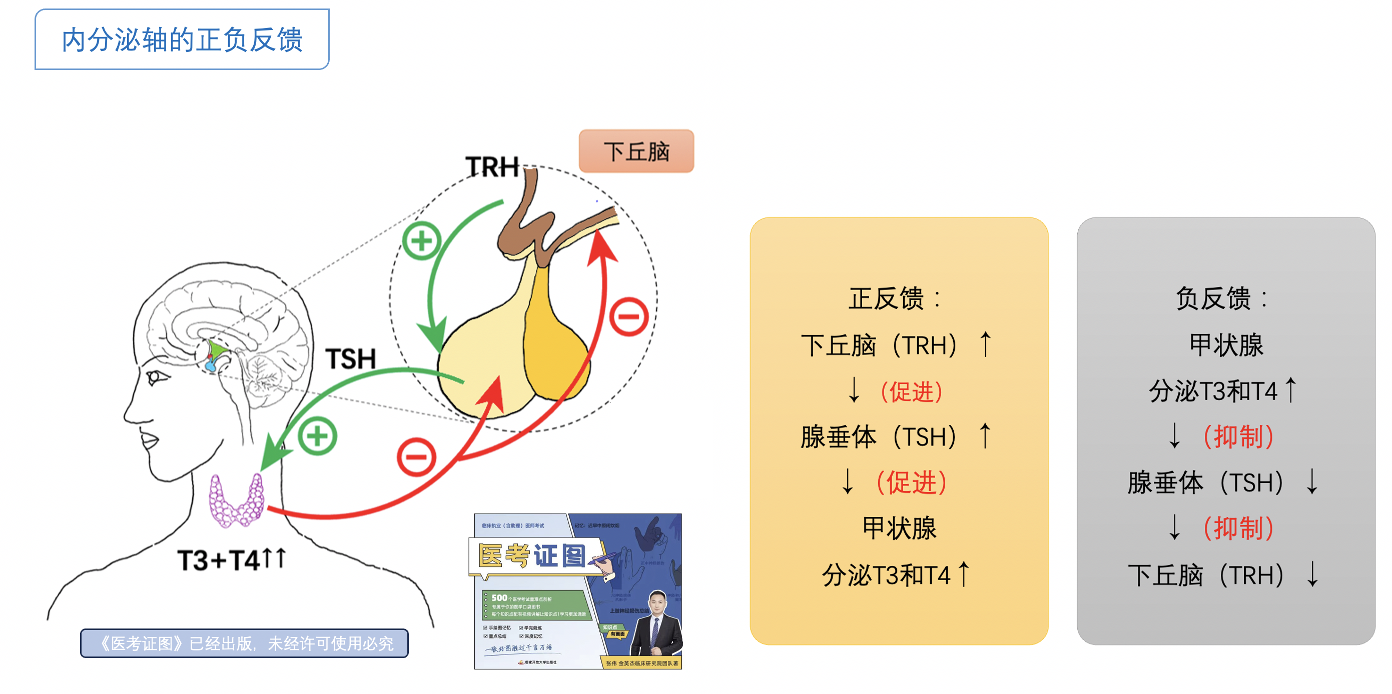 内分泌正负反馈.png